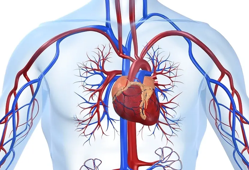 Living with Aortic Vascular Diseases: Protecting Your Heart and Blood Vessels
